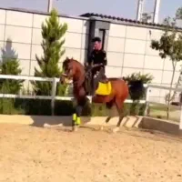 فروش یک عدد مادیان نیله و یک عدد اسب خون دار|اسب و تجهیزات اسبسواری|طالقان, |دیوار