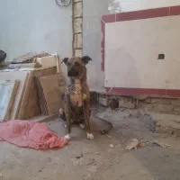 سگ افغان|سگ|کرمانشاه, |دیوار