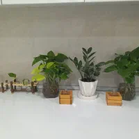 پاکن‌|لوازم التحریر|بندر کنگان, |دیوار