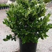 کوچک بزرگ یاس هلندی گل گیاه نهال درخت درختچه فروشی|گل و گیاه طبیعی|تهران, باغ خزانه|دیوار