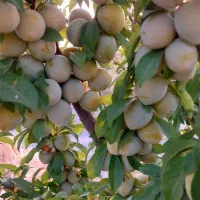 باغ ۶ ساله مثمر با انواع درختان اول جاده روانسر
