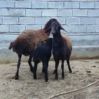 گوسفند بره دار نژاد دار فروشی|حیوانات مزرعه|مینودشت, |دیوار