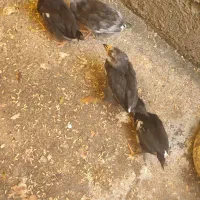 جوجه چهل روزه مرندی و گلین