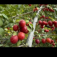 محصولات خشکبار درجه یک خوانسار|خوردنی و آشامیدنی|تهران, دولاب|دیوار