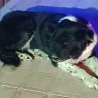 واگذاری سگ قدرجونی