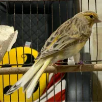 قناری نر قرص بخون|پرنده|چالوس, |دیوار