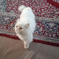 گربه پرشین|گربه|ایلام, |دیوار