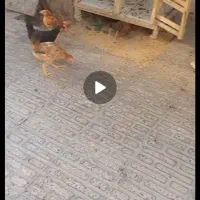 جوجه گم شده