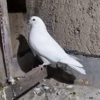 کبوتر گرفتنی سسلی و تهرانی|پرنده|ارومیه, |دیوار