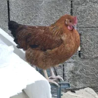 مرغ و خروس محلی|حیوانات مزرعه|سردشت, |دیوار