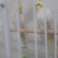 دوجفت عروس هلندی سالم وسلامت کاملاسرحال صحبت میکنن|پرنده|چناران, |دیوار