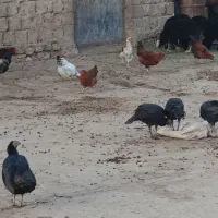 مرغ و خروس برای شب یلدا