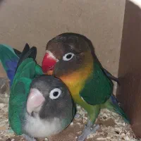 طوطی برزیلی مولد باقفس ولانه رنگ خاص|پرنده|سرپل ذهاب, |دیوار