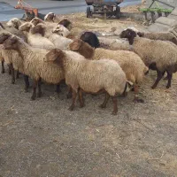 تعداد۱۹راس میش ابستن ،مالچه ،برای داشت|حیوانات مزرعه|سنندج, |دیوار