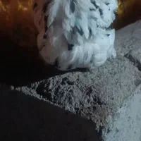 مرغ خروس اصیل گلین|حیوانات مزرعه|سیرجان, |دیوار