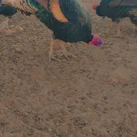 بوقلمون|حیوانات مزرعه|خاش, |دیوار