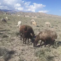 گوسفند داشتی ۲ رس