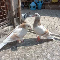 ساده هفرنگ طوقی|پرنده|گنبد کاووس, |دیوار