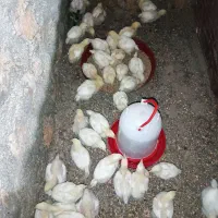 جوجه گوشتی ۱۴روزه