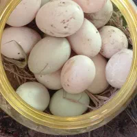 تخم اردک نمای