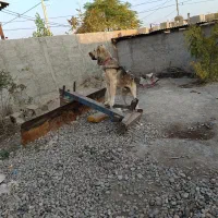 باسلام واگذاری یک قلاد سگ نژاد