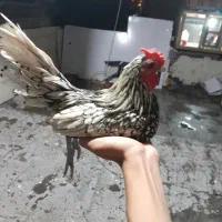 خروس سیبرایت مولد تازه بالغ سیلور