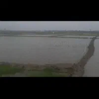 فروش مزرعه/ مناسب برنج کاری و کیوی/
