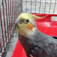 عروس هلندی نر و ماده