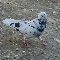 سار|پرنده|مشهد, کوثر|دیوار