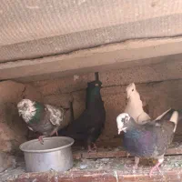 کبوتر زاق و تهرانی|پرنده|اسلام آباد, |دیوار