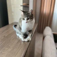 واگذاری رایگان گربه ۱۰ ماهه حمایتی با کلیه وسایل