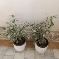 گل طبیعی|گل و گیاه طبیعی|زابل, |دیوار