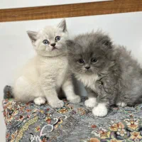 گربه پرشین،اسکاتیش،بریتیش|گربه|اراک, |دیوار