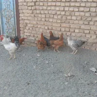 مرغ جوان سرحال