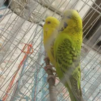 مرغ عشق