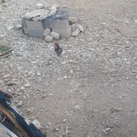 خروس