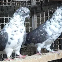 کبوتر قاره و قوچی درجه یک|پرنده|قائمشهر, |دیوار