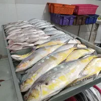 ماهی سرای هفت دریا