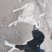 سگ کوچه 8ماهه