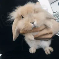 خرگوش لوپ خوشمزه