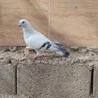 فروش شامی نر|پرنده|شیراز, درکی|دیوار