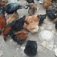 فروش مرغ وبوقلیمون