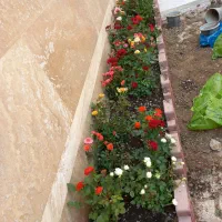 خدمات باغبانی گل کاری هرس کاری تعویص خاکگدان