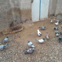 ۱۰۰ کبوتر از ۱۵۰ تا ۲۰۰ تا ۲۵۰|پرنده|مرودشت, نقش رستم|دیوار