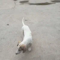 توله شکاری|سگ|صومعه‌سرا, |دیوار