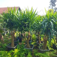 یوکا بنسای|گل و گیاه طبیعی|کلاچای, |دیوار