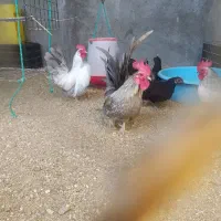 مرغ و خروس مینیاتوری