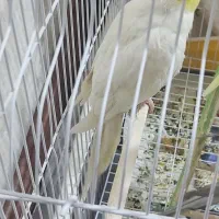 عروس هلندی|پرنده|اهر, |دیوار