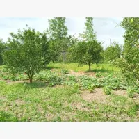 فروش زمین در اقدسیه چهارباغ طاوسیه