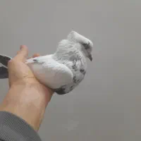 کبوتر دمبی ماده پرشی|پرنده|قم, زنبیل آباد|دیوار